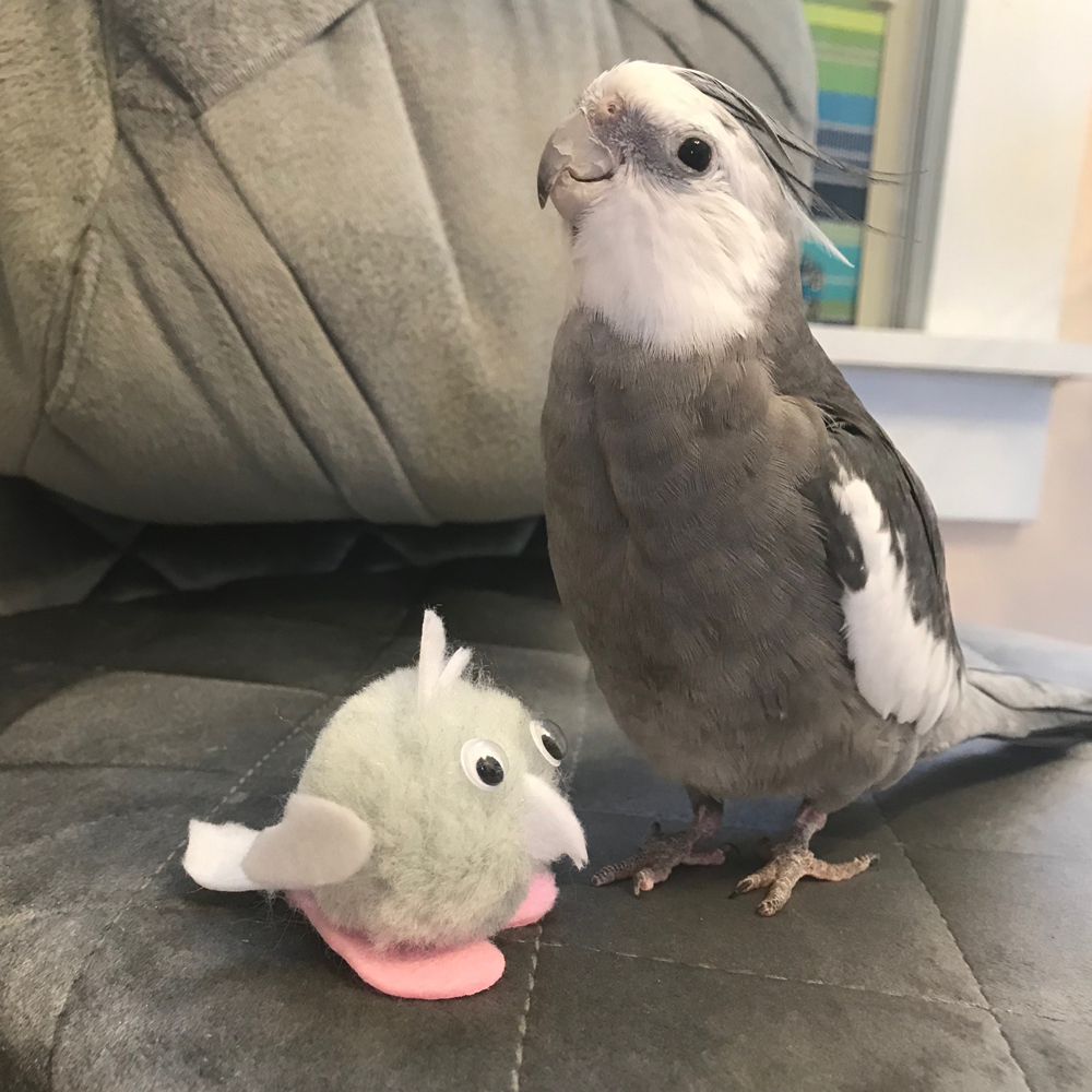 Cockatiel with MiniPearl