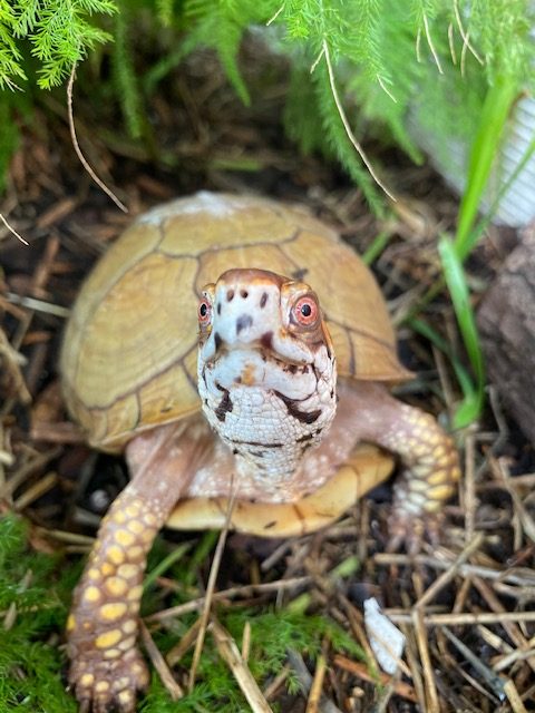 Box turtle ferns habitat