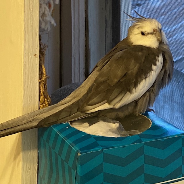 cockatiel perched on windowsill