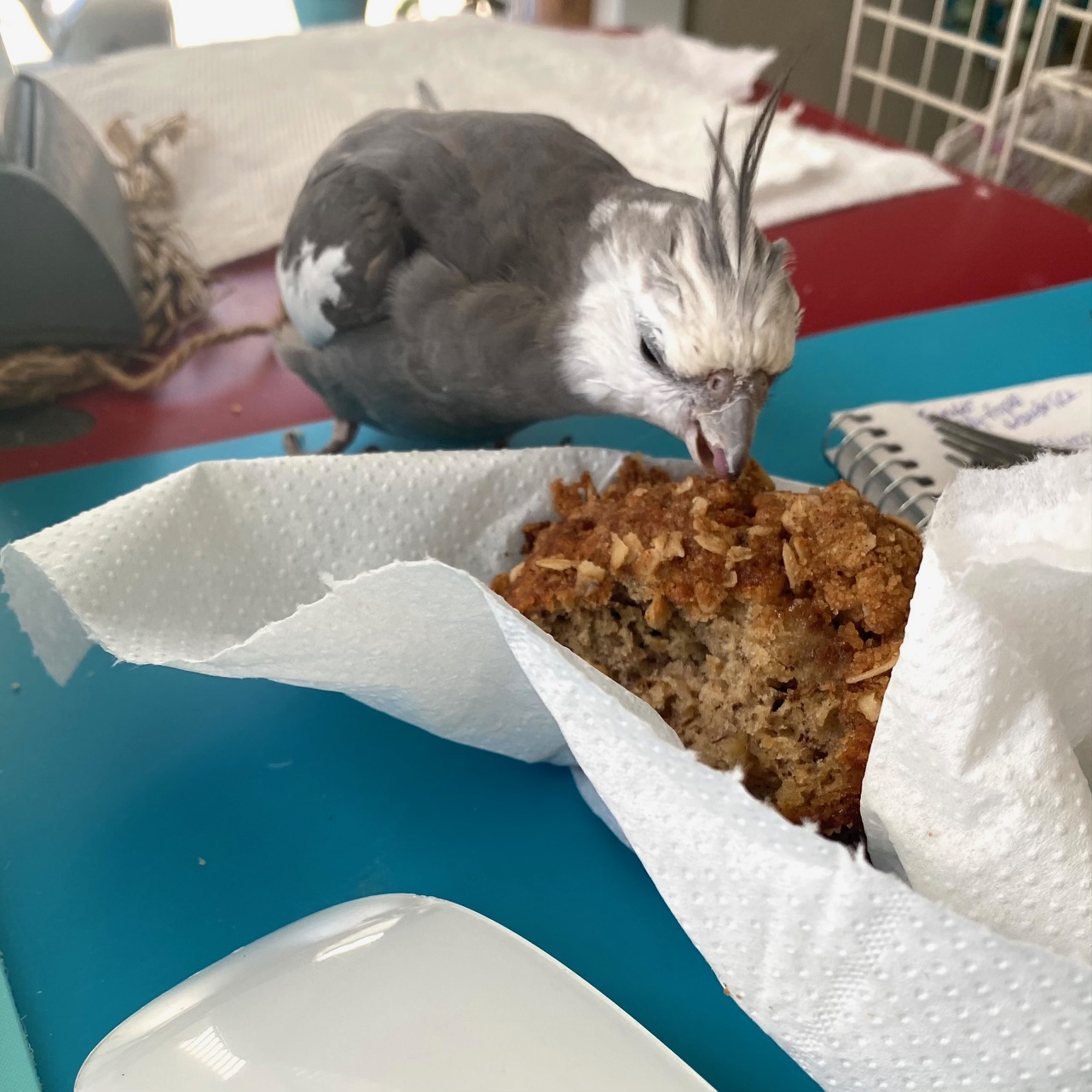 cockatiel eating muffin