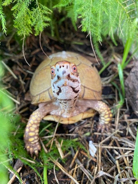 Box turtle habitat ferns
