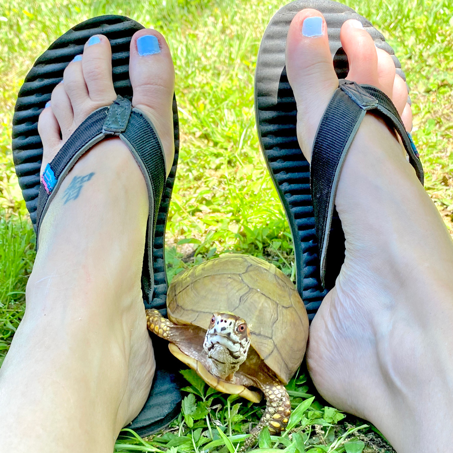 box turtle with pair of flip flops