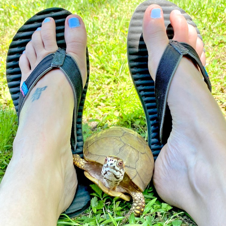 box turtle with pair of flip flops