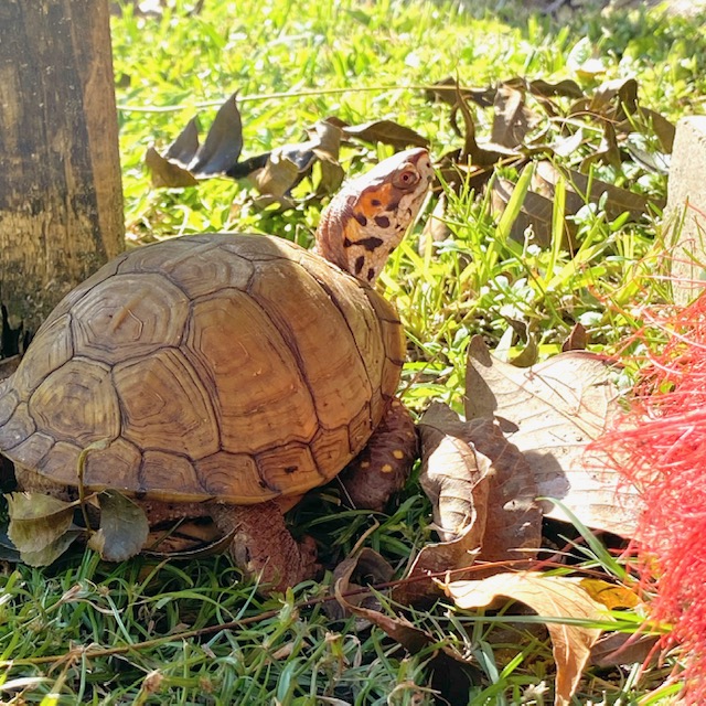 box turtle with broom