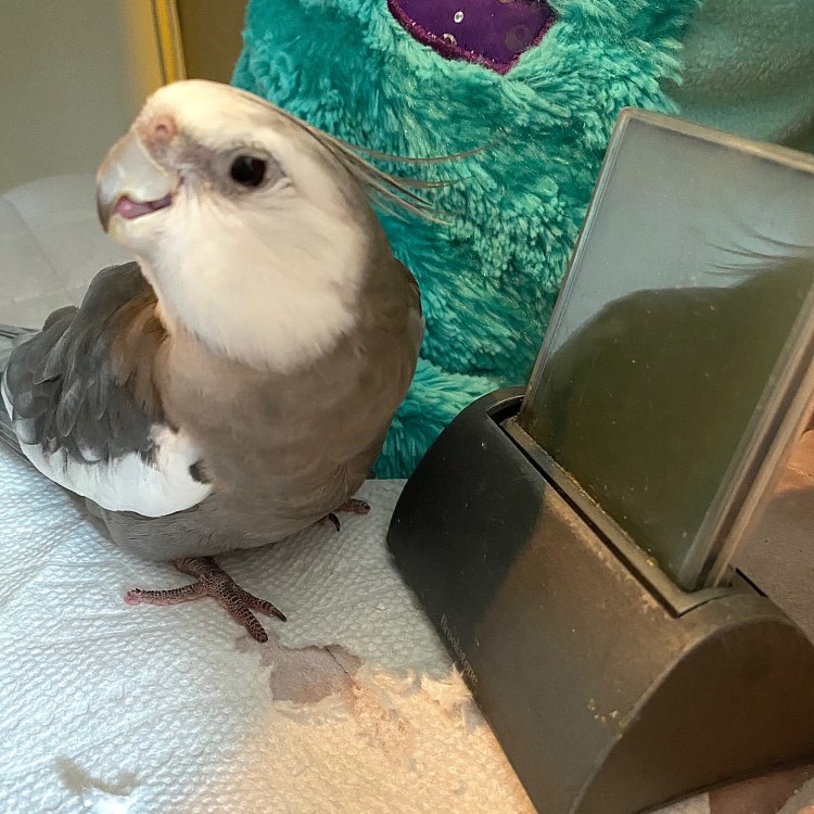 cute cockatiel
