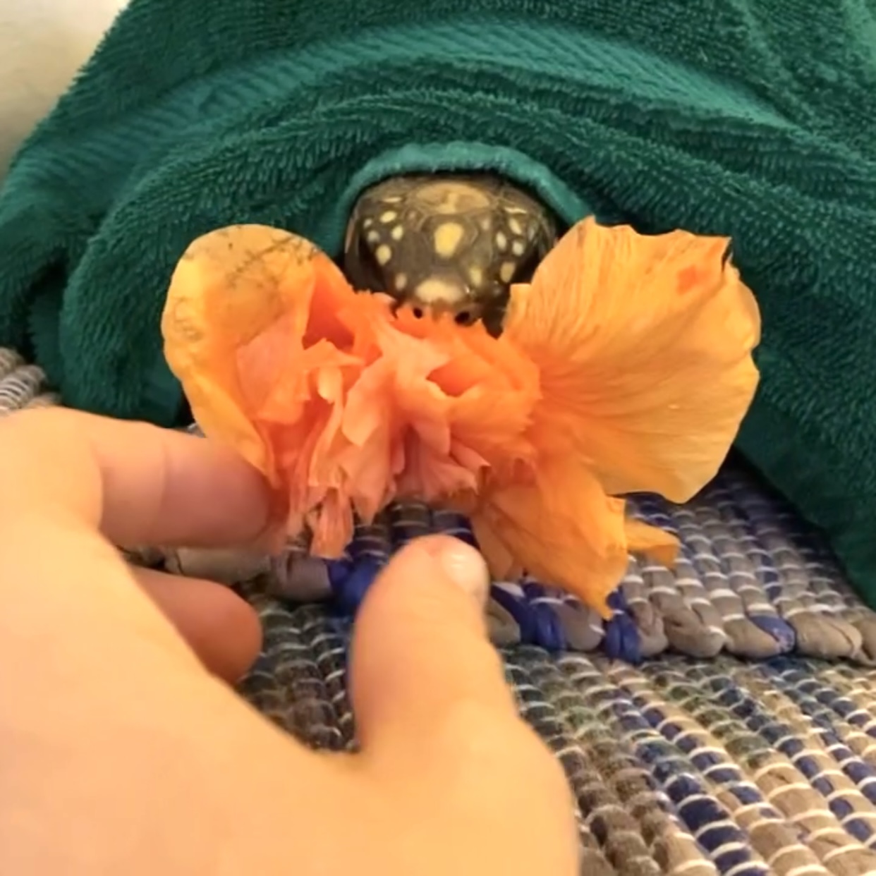 tortoise eats hibiscus