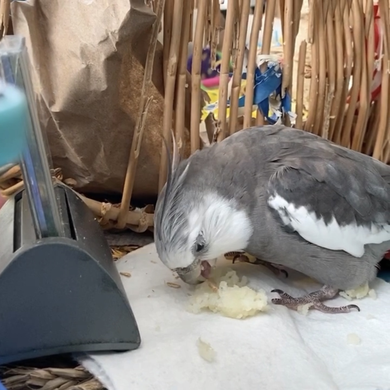cockatiel attacks mashed potatoes