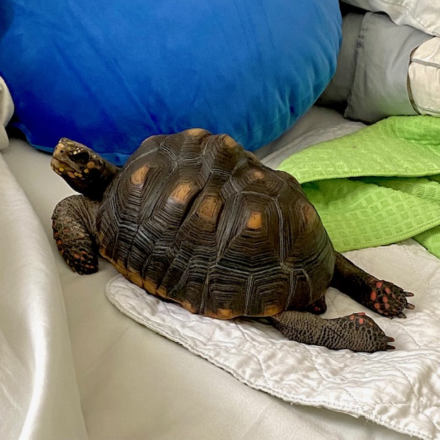 redfoot tortoise back legs