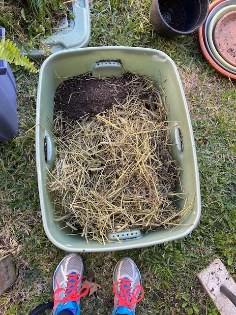 box turtle hibernates in a tub