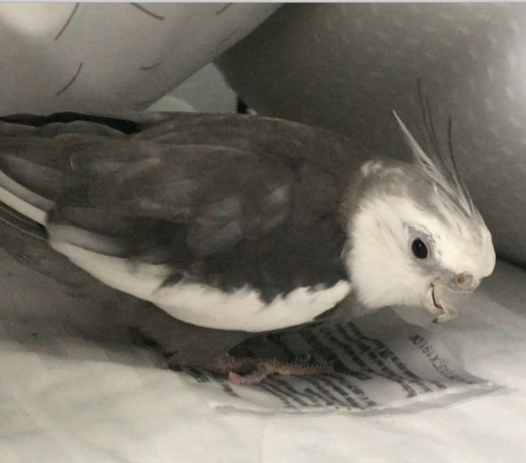 Cockatiel nests in pillows