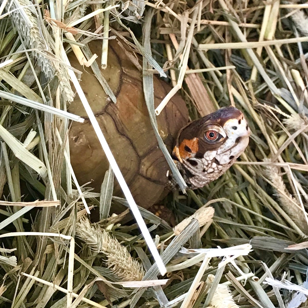 Box Turtle Bottom Shell Color Day 54: Box Turtle Coloration – Love & Feathers & Shells