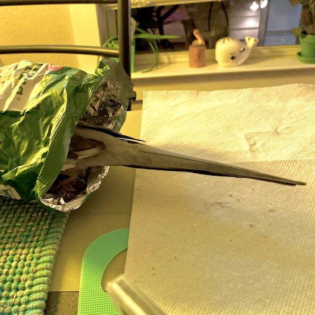cockatiel in corn chip bag