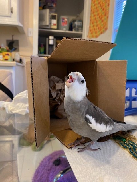 cockatiel with cardboard box
