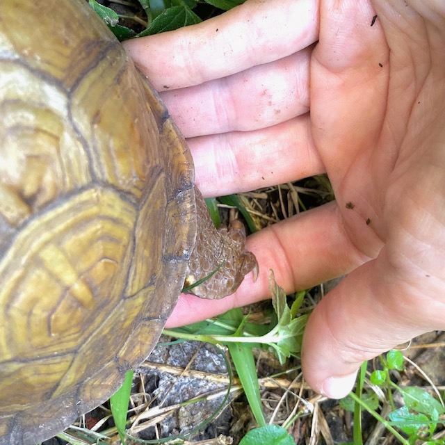 3 toed box turtle feet