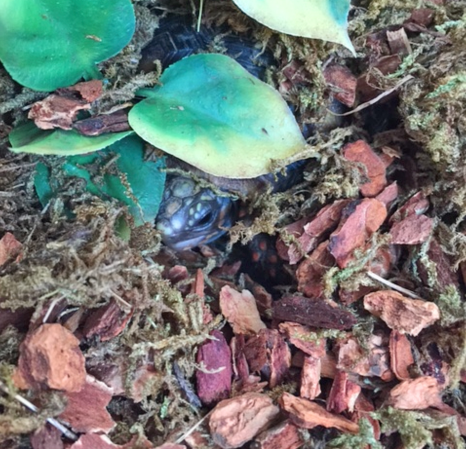 redfoot hatchling in sphagnum moss