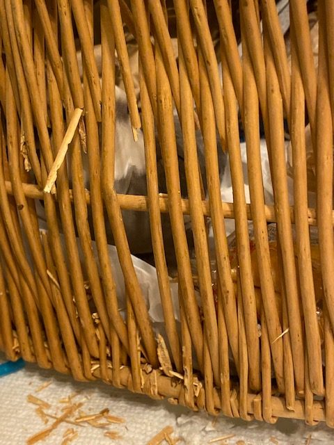 cockatiel nests in wicker basket