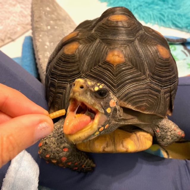 pet redfoot tortoise