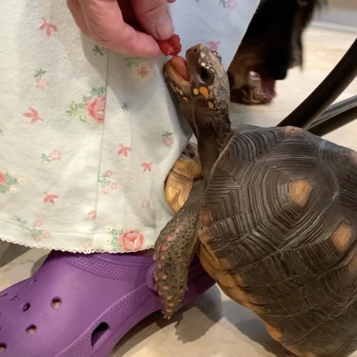 redfoot tortoise eats a raspberry
