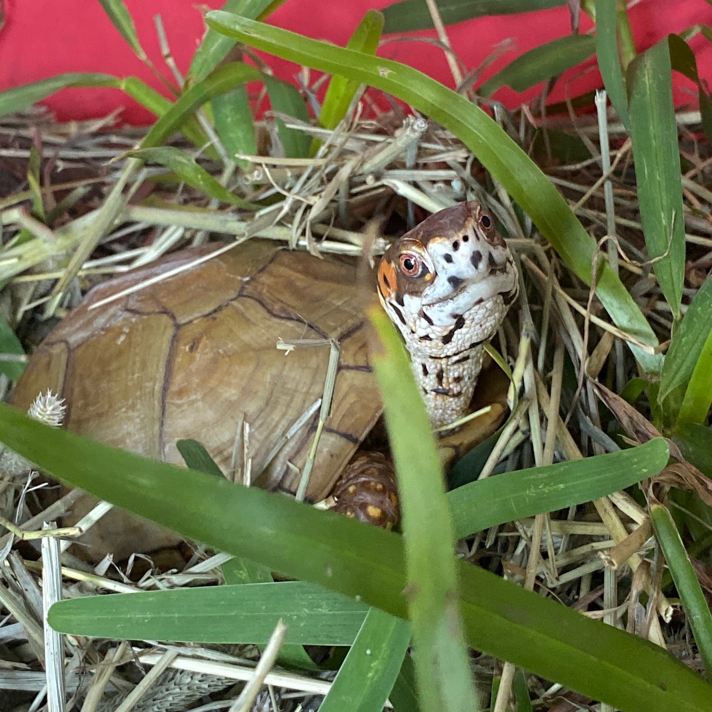 box turtle on hay pile